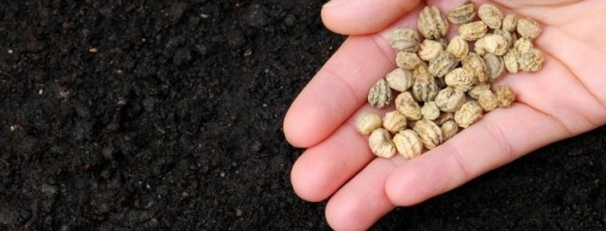4 способа, которые помогут вам “оживить” залежавшиеся старые семена