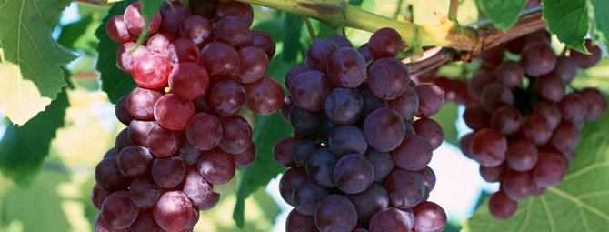 Приключения Лидии: история и описание популярнейшего в народе сорта винограда