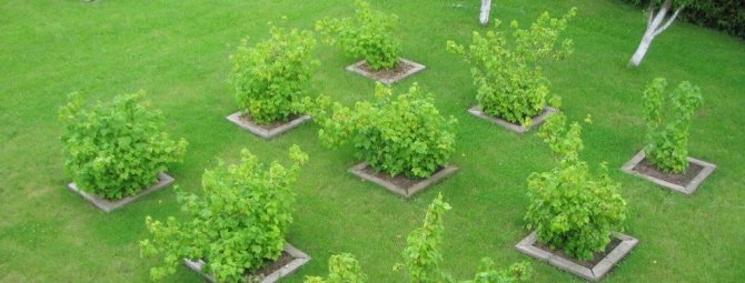 7 шагов до урожайного сада, или Все о выращивании плодовых деревьев