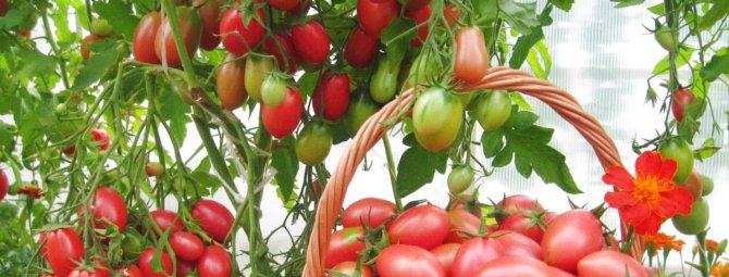 Чио-Чио-сан: прекрасный сорт мелкоплодных помидоров