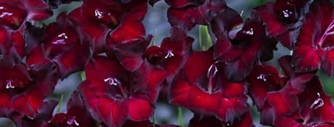 Немного готики в саду: 8 красивых черных цветов