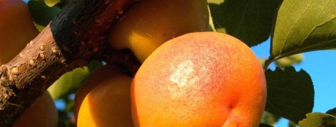 Преимущества и выращивание абрикоса сорта Триумф северный