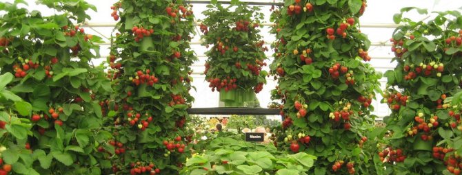 Вертикальные грядки: как получить большой урожай клубники на маленьких участках