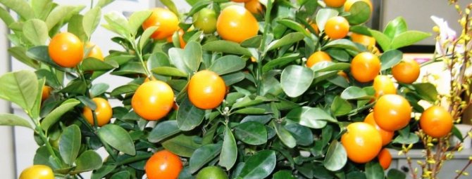 Секреты цитрусовых: как вырастить лимонные, апельсиновые и мандариновые деревья
