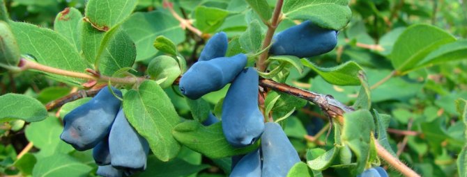 Жимолость Голубое веретено: описание сорта, особенности выращивания