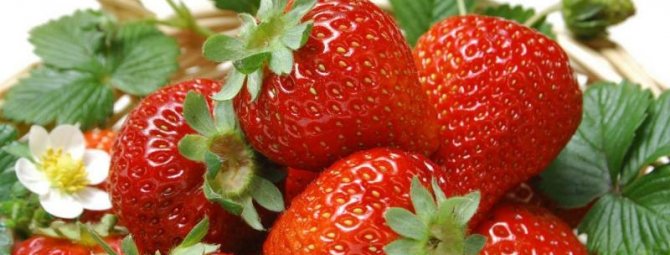 Как выращивать землянику Виктория