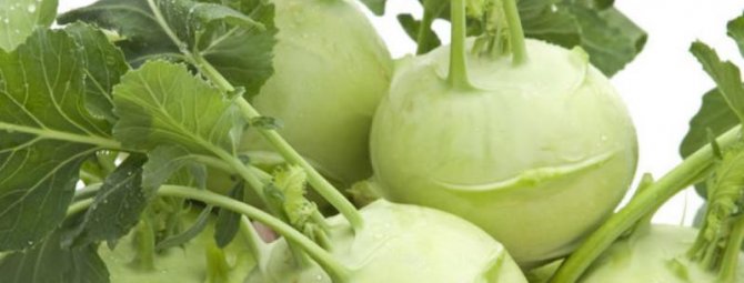 Кольраби: как вырастить полезный овощ
