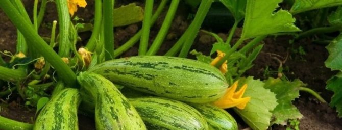 6 самых лёгких в выращивании овощей