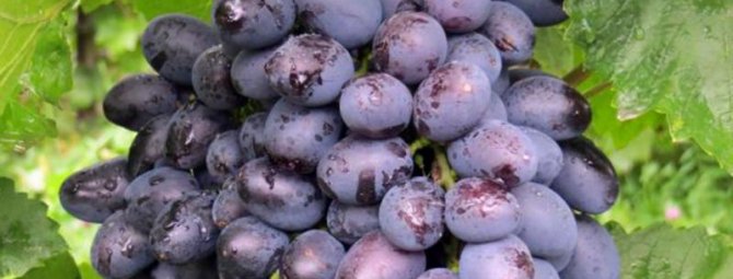 Виноград Галия: описание сорта, фото и отзывы садоводов