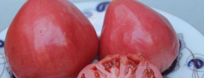 Томат Воловье сердце: салатный сорт с красивыми плодами