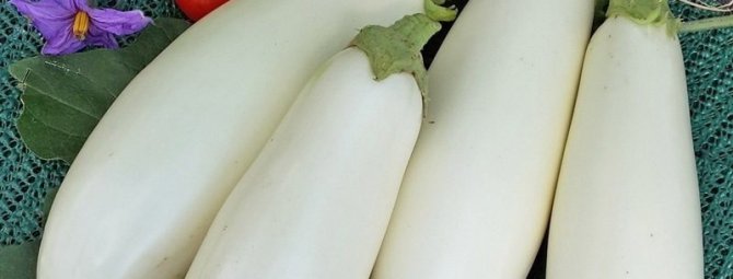 6 сортов белого баклажана