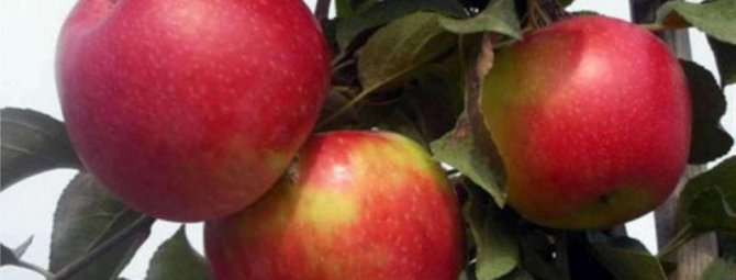 О выращивании яблони Айдаред