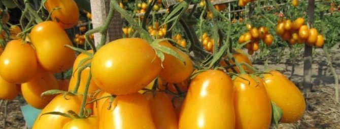 5 моих самых любимых сортов томата, которые прекрасно подойдут для засолки