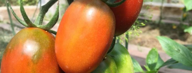 Де Барао: как вырастить серию популярных сортов поздних томатов?