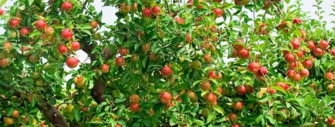 Всё о яблоне: какой сорт выбрать и как правильно вырастить