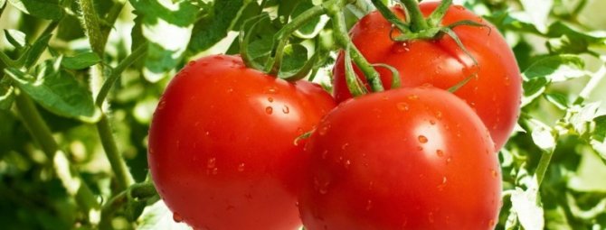4 сорта томатов разного цвета, которые растут крупными кистями и дают высокий урожай