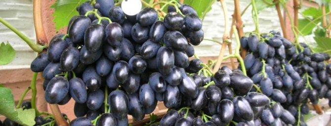 Виноград Надежда АЗОС: элита, проверенная временем