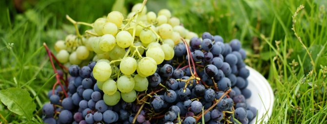 Сибирский виноград уже не экзотика: как виноград оказался в Сибири, какие сорта подходят для выращивания в суровом климате