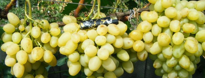 Виноград Лора: описание сорта, фото и отзывы садоводов