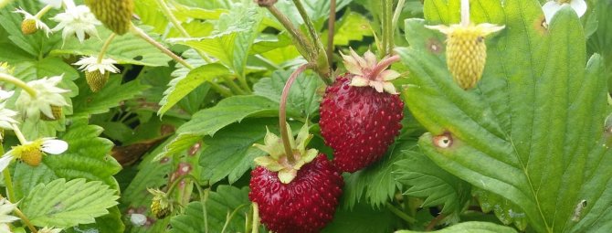 Ремонтантная безусая земляника Руяна: все хитрости выращивания ароматной ягоды