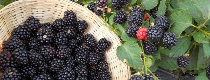 Ежевика Агавам: описание и характеристики сорта, посадка и уход за ягодой