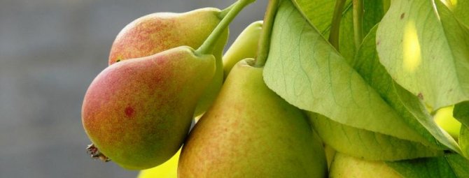 Когда сажать грушу — весной или осенью?