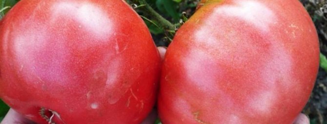 Реальные гиганты: помидоры сорта розовый гигант