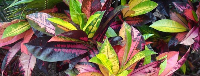 Кротон – фото видов кодиеума и как цветет растение, видео
