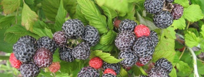 Чёрная малина: как вырастить сладкие ягоды цвета ночи? Описание и особенности сортов с черными плодами
