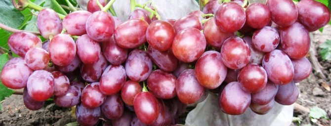 Виноград сорта Арлекин: яркий красавец с розовыми ягодами