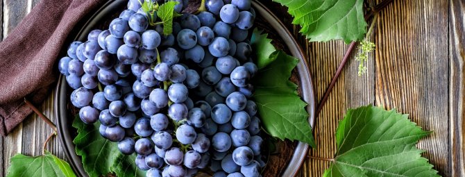 Столовый виноград сорта Атос: его преимущества и недостатки, особенности ухода