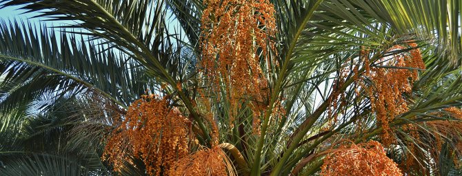 Как вырастить~финиковую пальму из семечки