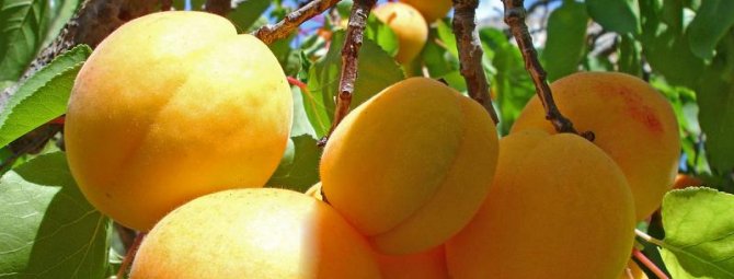 Как подобрать нужное удобрение для абрикосов