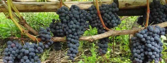 Сладкое создание ионийцев: виноград сорта Аттика