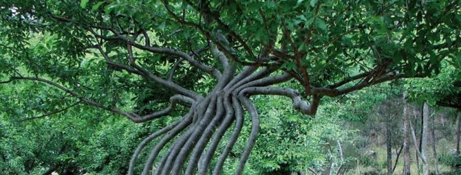 Дачный дизайн с экзотикой: техника создания арбоскульптур из деревьев