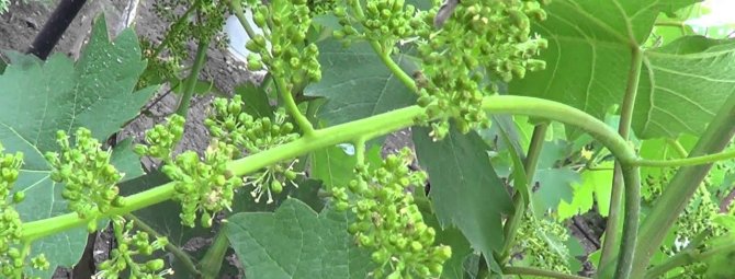 Как выращивать виноград в средней полосе россии из черенков?