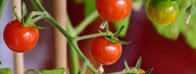 6 причин, почему долгожданные помидоры потрескались