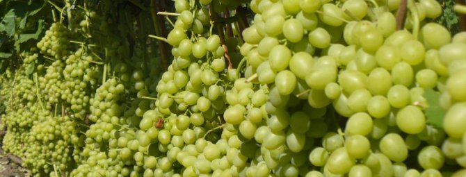 Виноград Настя — один из лучших ранних столовых сортов