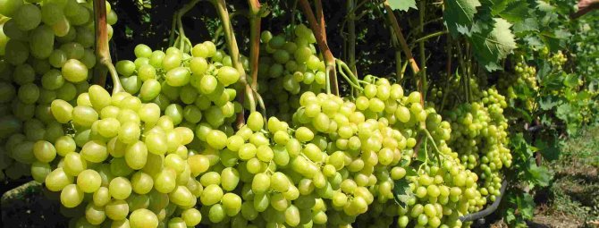 Виноград сорта Супер-Экстра (Цитрин): особенности посадки и выращивание