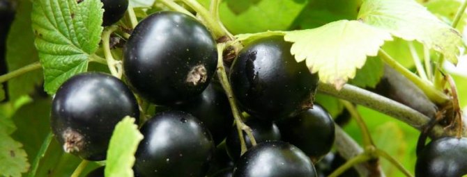 Обрезка и формирование куста чёрной смородины