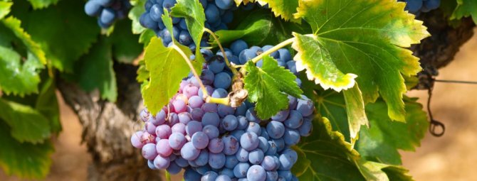 Морозоустойчивый виноград Зилга: особенности выращивания