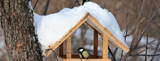Как сделать кормушку для птиц своими руками: разбор нескольких лучших конструкций