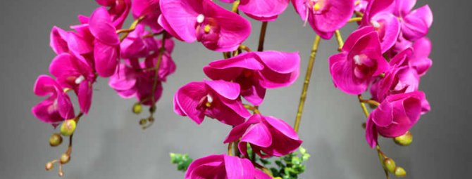 Орхидея больше полугода отказывается цвести: 4 возможные причины