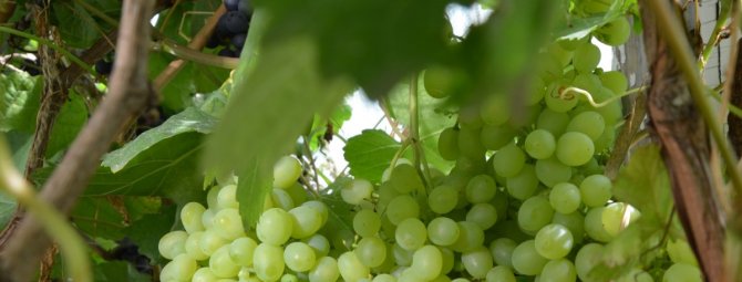 Виноград Краса Севера: описание сорта, фото и отзывы садоводов