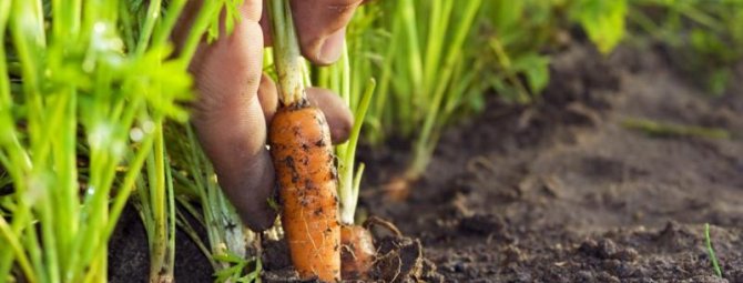 Сажаем морковь: как обойтись без прореживания