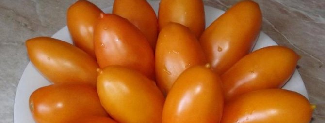 Коктейльный томат Золотая рыбка: исполняет желания дачников!