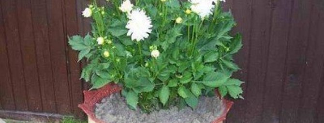Клумбы из покрышек или как сделать шедевр из старого колеса своими руками