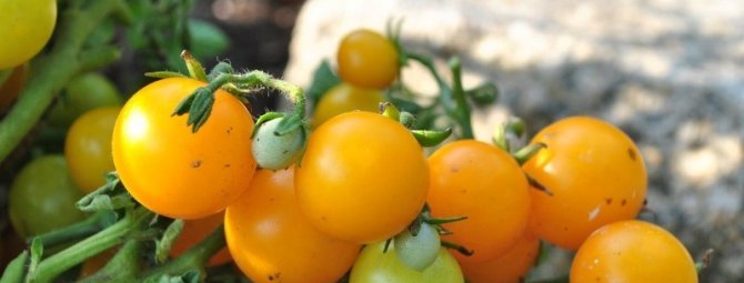 Миниатюрный томат, который можно круглый год выращивать на балконе и подоконнике