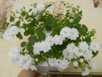 Кампанула махровая