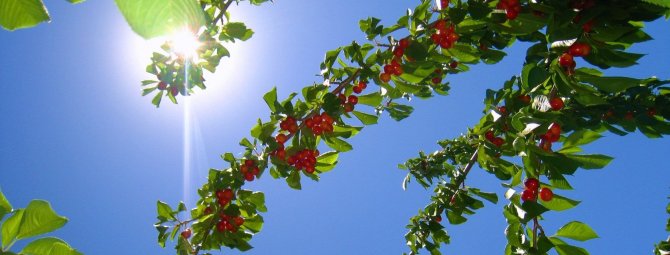 Подкормка вишни: основные удобрения и правила их внесения